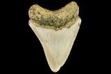 Fossil Megalodon Tooth - North Carolina #109719-2